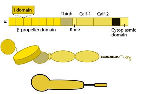 Integrin Cytoplasmic Tail Interactions
